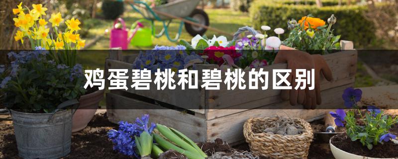 雞蛋碧桃和碧桃的區別