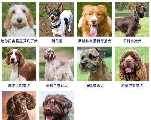 小狗狗名字洋氣_小狗名字推薦_好聽的小狗狗名字