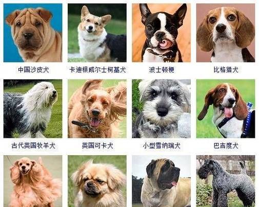 好聽的小狗狗名字_小狗狗名字洋氣_小狗名字推薦