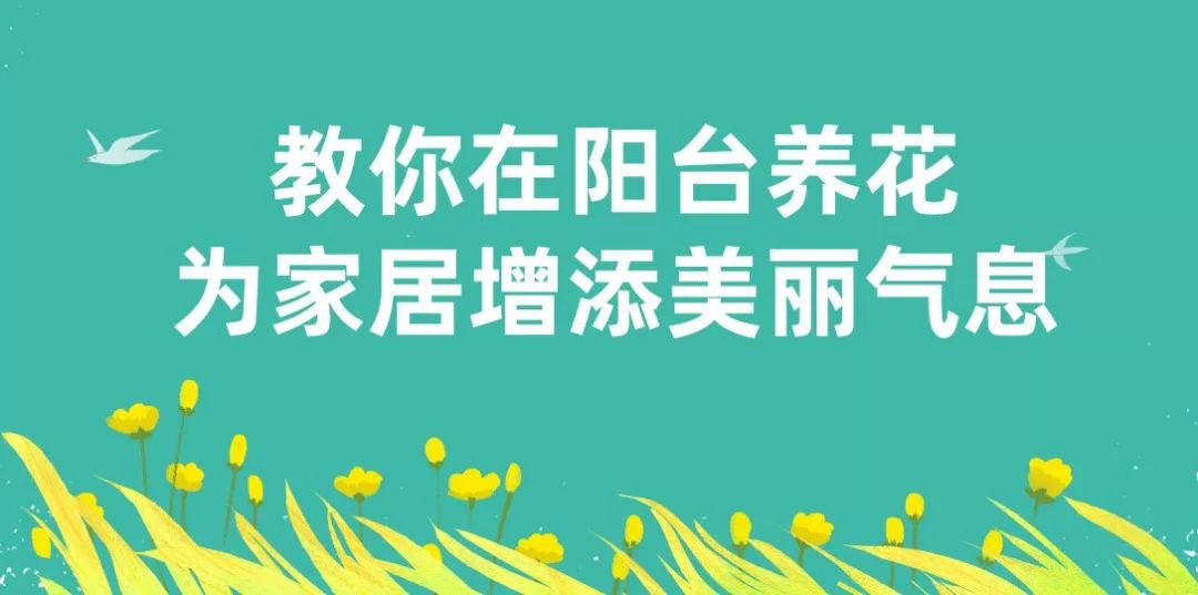 多肉熊童子，選個好花盆，配個透氣土，3個月躥成熊森林