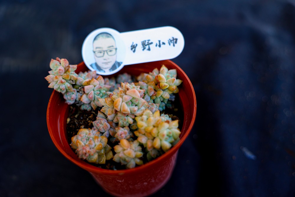 冬天養(yǎng)多肉怎么澆水，幾種情況下不要澆水，愛多肉的你注意了