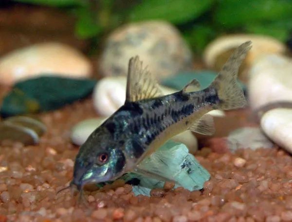 觀賞壽命魚長得快嗎_壽命長的觀賞魚小魚_壽命較長的觀賞魚