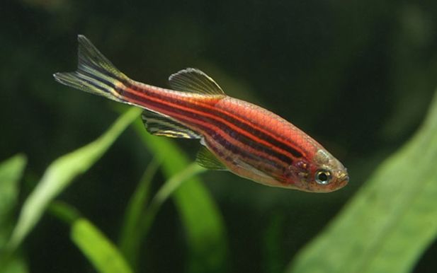 壽命較長的觀賞魚_觀賞壽命魚長得快嗎_壽命長的觀賞魚小魚