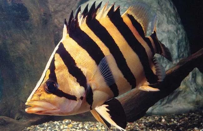 觀賞壽命魚長得快嗎_壽命長的觀賞魚小魚_壽命較長的觀賞魚
