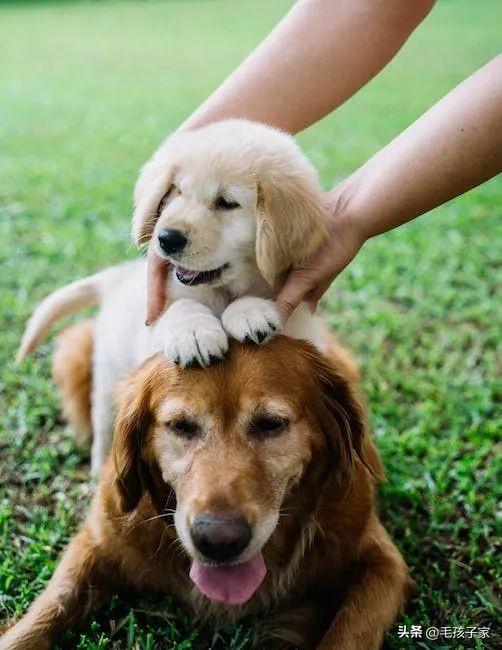 茶杯犬多少錢一只？選擇茶杯犬需要注意的事項
