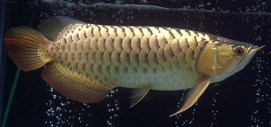 龍魚品種