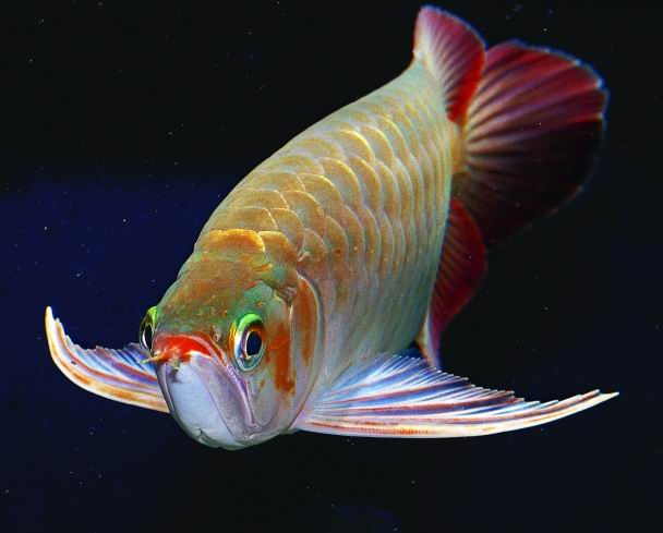 觀賞魚海象圖片_觀賞魚海象_觀賞魚海象的養(yǎng)殖方法