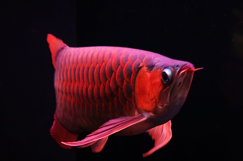 觀賞魚海象圖片_觀賞魚海象_觀賞魚海象的養(yǎng)殖方法