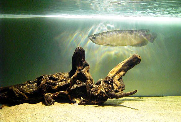 觀賞魚海象_觀賞魚海象圖片_觀賞魚海象的養(yǎng)殖方法