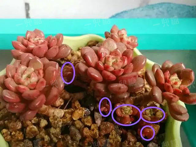 喜歡多頭肉肉，養(yǎng)這5種試試，愛(ài)爆頭易分枝，一年長(zhǎng)滿盆