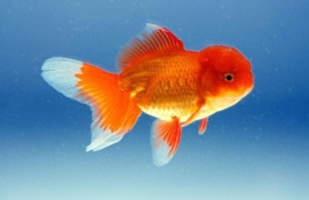 地球10大最適合新手養的冷水觀賞魚，金魚和錦鯉領銜，你養了嗎？