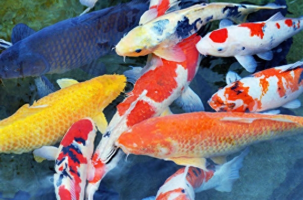 大型冷水魚觀賞魚_冷水觀賞魚適合多少溫度_淡水觀賞魚冷水