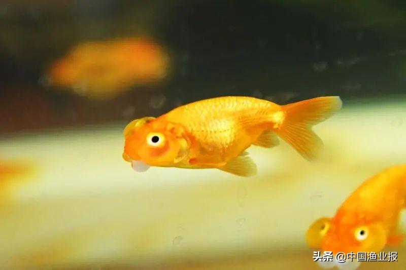 觀賞魚醫院_觀賞魚場_觀賞魚診所