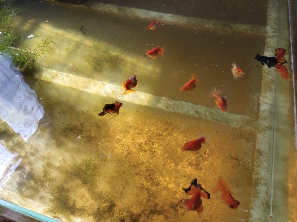 魚缸里沒有魚，直接自來水入缸，有可能需要爆氧，主要問題是為了除氯