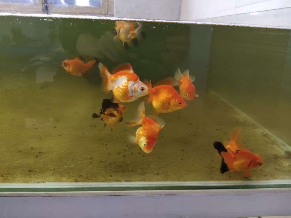 觀賞魚開缸養(yǎng)水方法_養(yǎng)觀賞魚養(yǎng)水怎么養(yǎng)_觀賞魚缸怎么養(yǎng)水