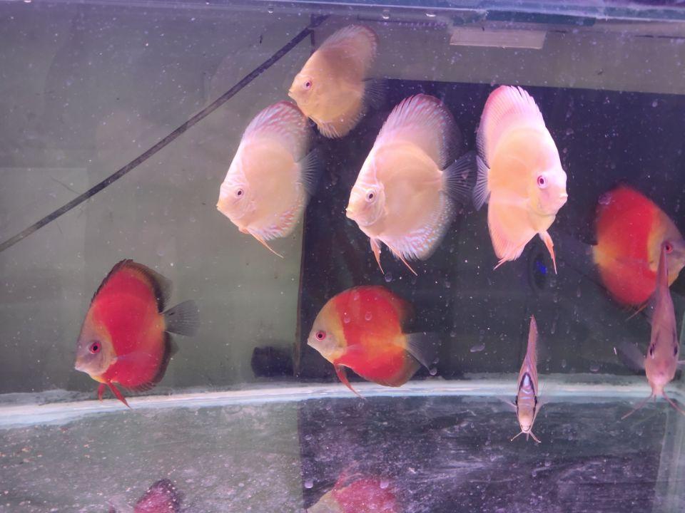 養(yǎng)觀賞魚養(yǎng)水怎么養(yǎng)_觀賞魚開缸養(yǎng)水方法_觀賞魚缸怎么養(yǎng)水