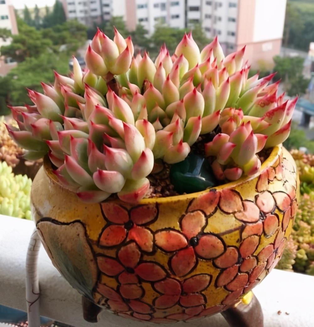 冬天多肉植物怎么養(yǎng)可以曬太陽(yáng)嗎（了解多肉植物的特點(diǎn)和外形特征）