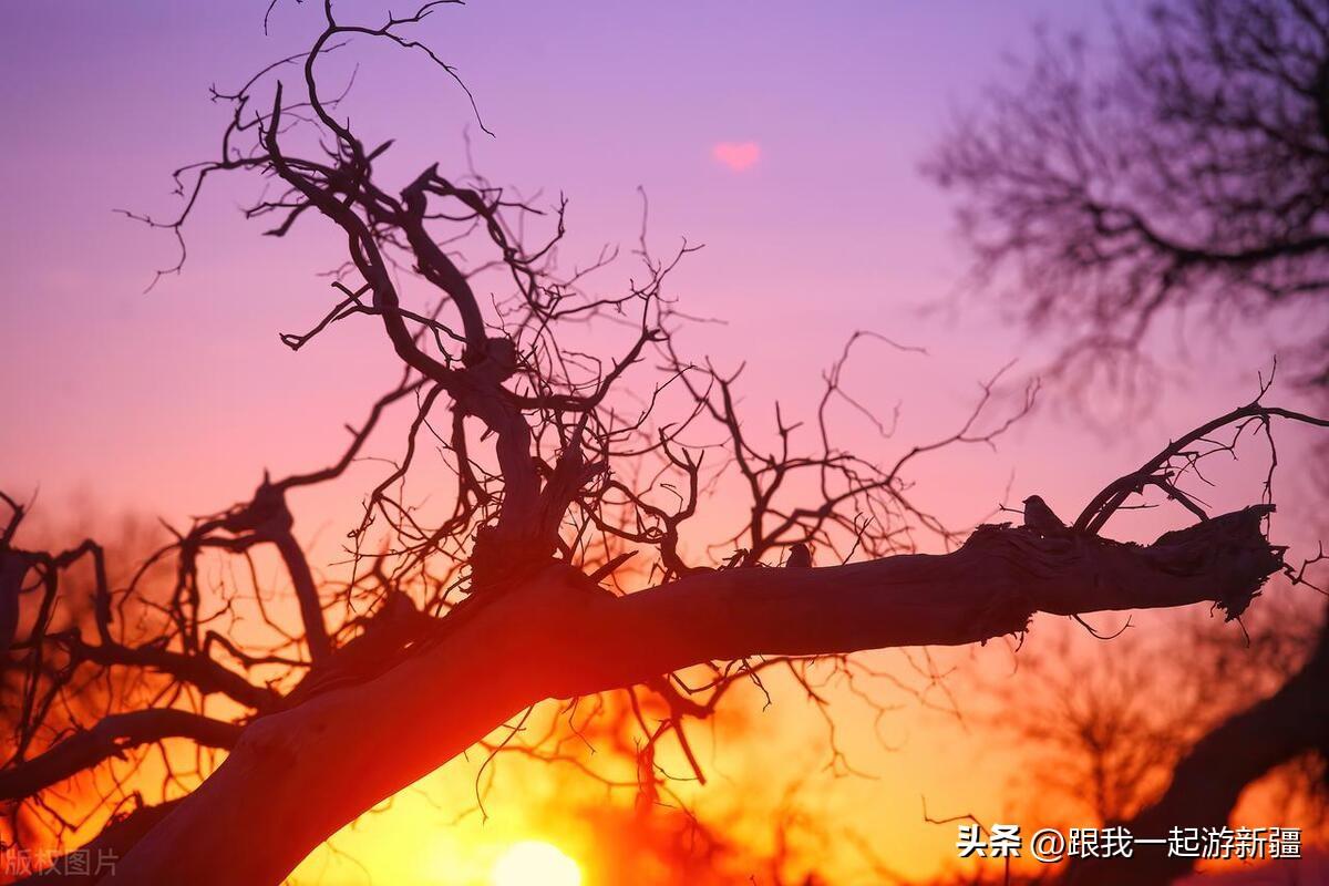 胡楊林旅游團報價_胡楊林旅游路線_胡楊林景區旅游攻略