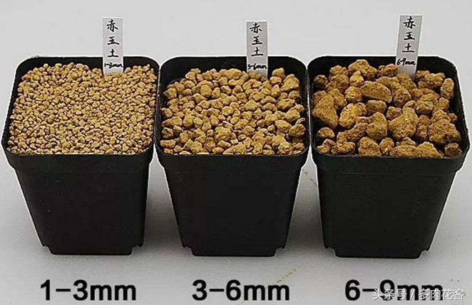 多肉植物教學視頻_玩轉多肉植物_植物多肉如何養殖
