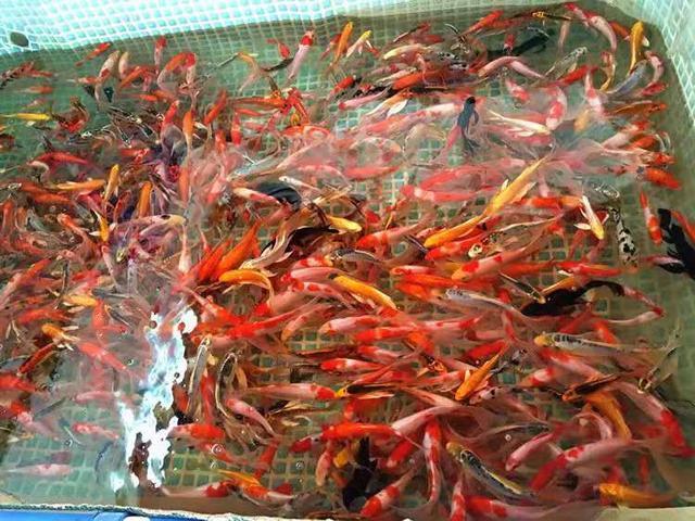 哪種觀賞魚最容易飼養？如果連錦鯉都養不好，還不如飼養金魚呢