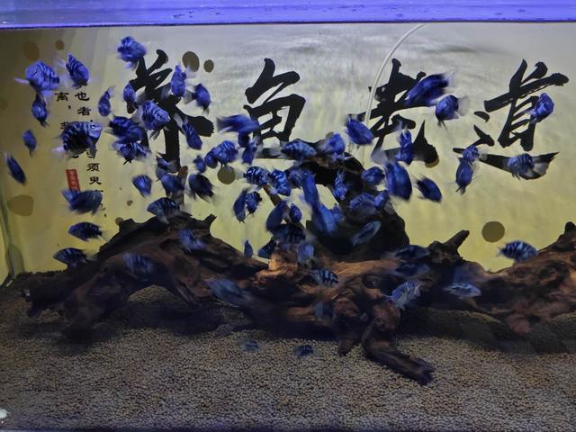 缸養錦鯉會長大嗎_能與錦鯉一起養的觀賞魚_養錦鯉能造景嗎