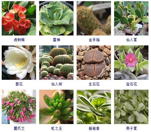 多肉植物大全！這里有200種多肉等你來(lái)養(yǎng)！