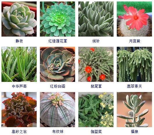 多肉植物的來(lái)源地_多肉剛來(lái)的時(shí)候怎么弄_多肉植物哪里來(lái)的