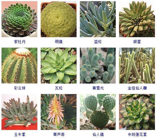 多肉植物哪里來(lái)的_多肉剛來(lái)的時(shí)候怎么弄_多肉植物的來(lái)源地