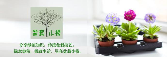 多肉剛來(lái)的時(shí)候怎么弄_多肉植物哪里來(lái)的_多肉植物的來(lái)源地