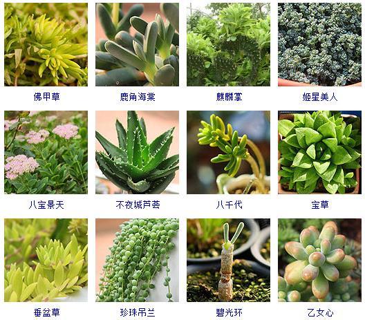 多肉剛來(lái)的時(shí)候怎么弄_多肉植物的來(lái)源地_多肉植物哪里來(lái)的