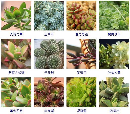 多肉植物哪里來(lái)的_多肉剛來(lái)的時(shí)候怎么弄_多肉植物的來(lái)源地