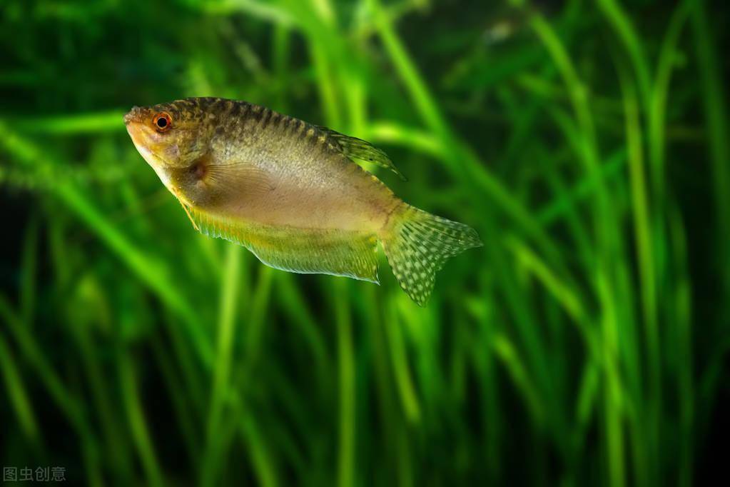 觀賞魚魚苗吃什么_觀賞魚魚苗吃什么長得快_觀賞魚苗喂什么