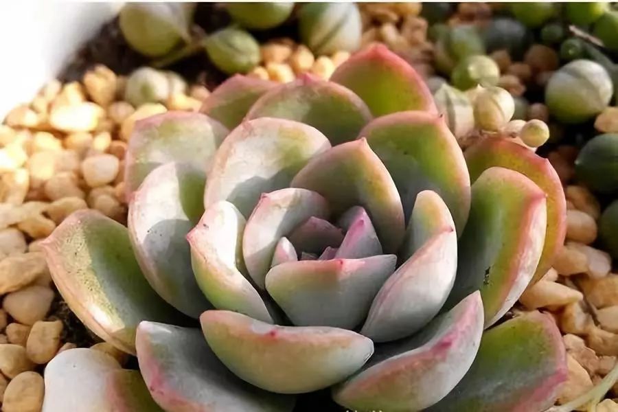 南北方多肉植物越冬，做好這幾點(diǎn)輕松搞定！