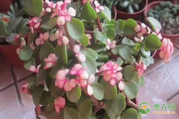 多肉老樁植物怎么養(yǎng)？