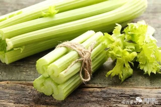 狗狗吃蔬菜水果嗎_狗狗蔬菜吃可以補鈣嗎_狗狗可以吃什么蔬菜