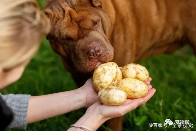 狗狗蔬菜吃可以補鈣嗎_狗狗吃蔬菜水果嗎_狗狗可以吃什么蔬菜