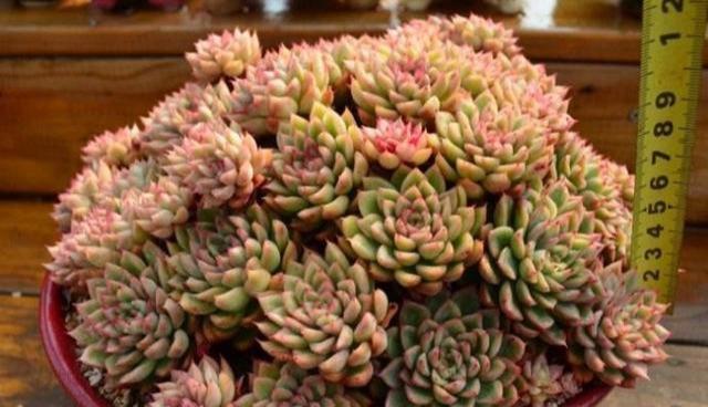 多肉開(kāi)花？沒(méi)好事，狠狠心，掐掉它，防止越來(lái)越黑瘦