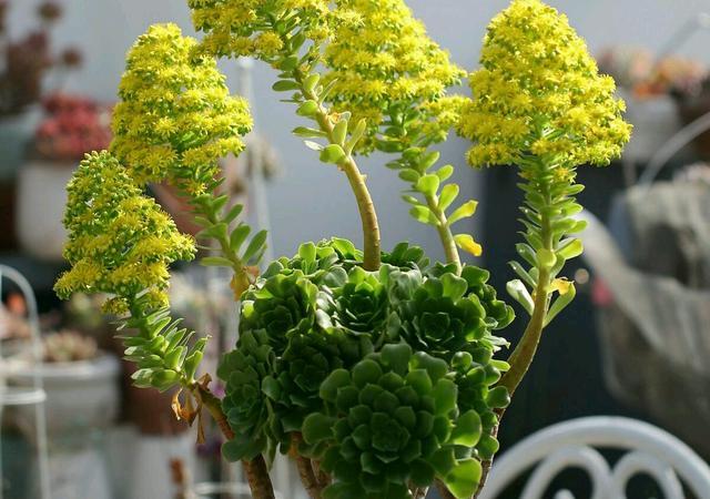 開花植物多肉圖片_開花的多肉植物_多肉植物 開花