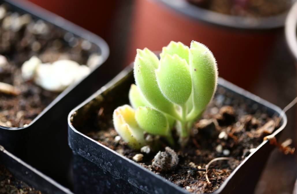 多肉型種_多肉型植物_50種多肉植物