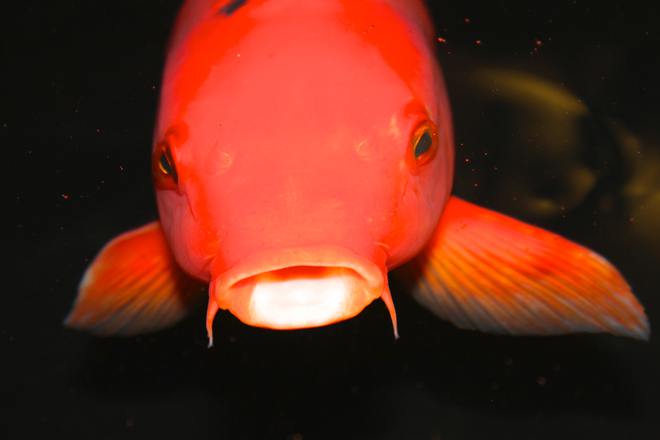 一不小心就喂多了，觀賞魚過度喂養會出現什么問題？