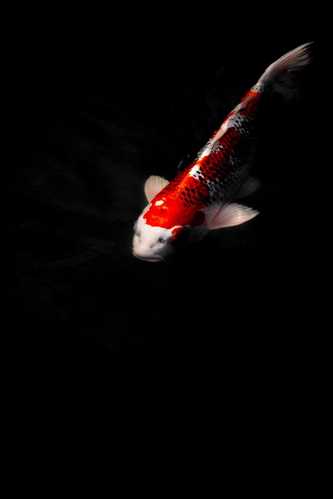 金魚視頻觀賞大全_金魚 觀賞魚_觀賞鉛筆魚