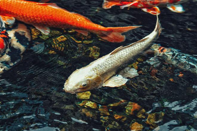 金魚視頻觀賞大全_金魚 觀賞魚_觀賞鉛筆魚