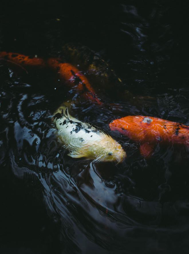金魚視頻觀賞大全_金魚 觀賞魚_觀賞鉛筆魚