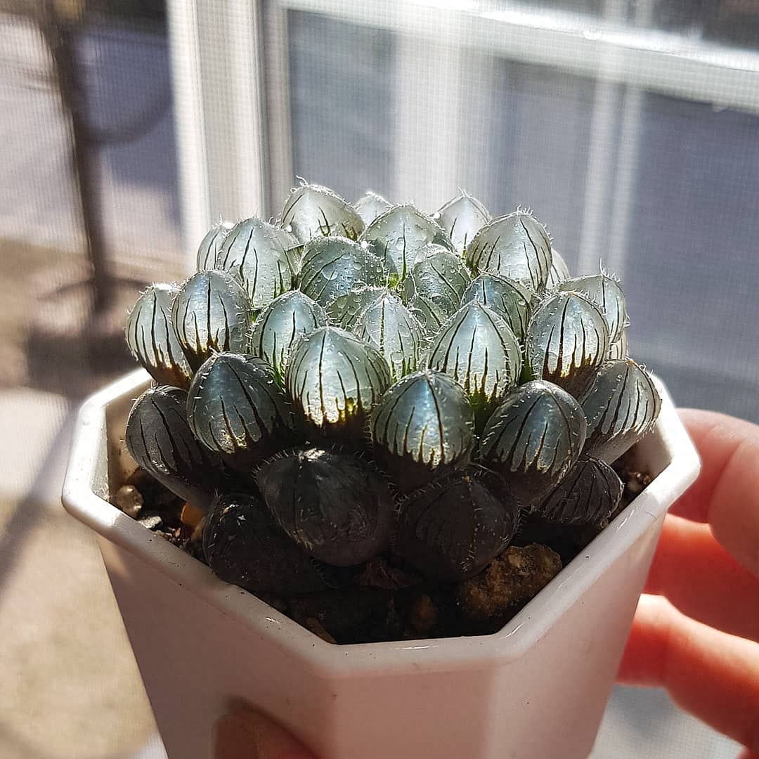 多肉綠植花卉圖片大全及花名_綠植多肉花_綠植多肉