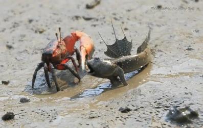 海水觀賞養(yǎng)殖魚圖片_海水養(yǎng)殖觀賞魚_海水觀賞養(yǎng)殖魚怎么養(yǎng)