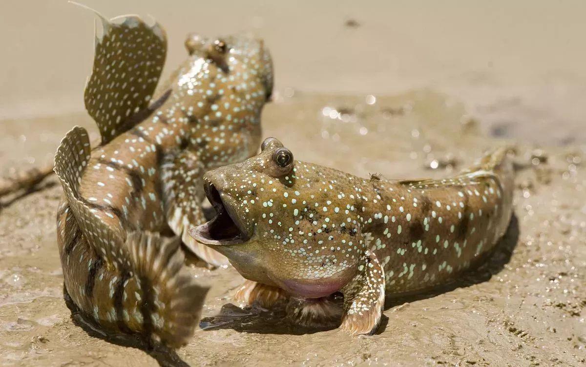 海水觀賞養(yǎng)殖魚圖片_海水觀賞養(yǎng)殖魚怎么養(yǎng)_海水養(yǎng)殖觀賞魚