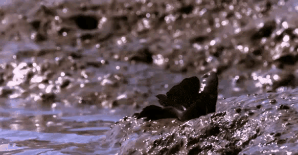 海水養(yǎng)殖觀賞魚_海水觀賞養(yǎng)殖魚怎么養(yǎng)_海水觀賞養(yǎng)殖魚圖片