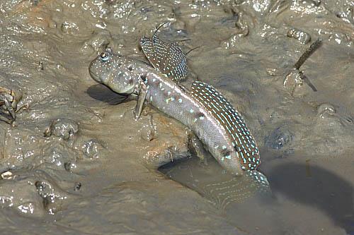 海水養(yǎng)殖觀賞魚_海水觀賞養(yǎng)殖魚圖片_海水觀賞養(yǎng)殖魚怎么養(yǎng)