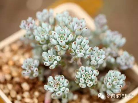多肉植物 大_植物多肉大概多長時間澆一次水_植物多肉大全圖片