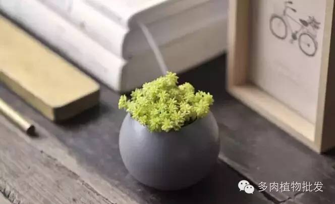 多肉植物 大_植物多肉大全圖片_植物多肉大概多長時間澆一次水